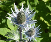 Datei:Eryngium alpinum DSCF1986.JPG