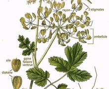 File:File:130 Heracleum Sphondylium L.jpg