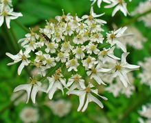 Datei:Heracleum sphondylium 003.JPG