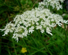 Heracleum sphondylium