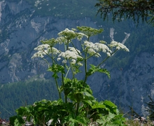 Heracleum sphondylium