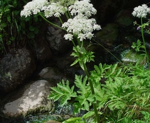 Heracleum sphondylium