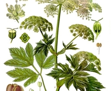 File:File:Peucedanum ostruthium - Köhler–s Medizinal-Pflanzen-236.jpg