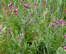 Turgenia latifolia (L.) Hoffm.
