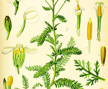 File:File:Achillea millefolium (Köhler).jpg