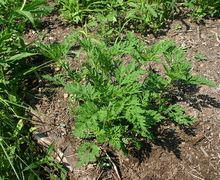 Datei:Ambrosia artemisiifolia young plant 002.JPG