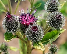 Datei:IMG 0024-Arctium minus.jpg