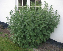 Datei:Wormwood bush.jpg