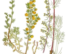 Datei:537 Artemisia campestris.jpg