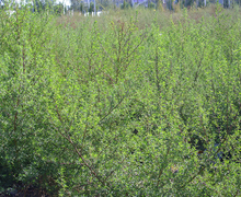 Datei:Artemisia campestris Habitus 2010-11-05 CampodeCalatrava.jpg