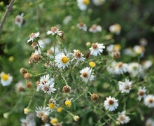 Datei:Aster lanceolatus* (7984968550).jpg