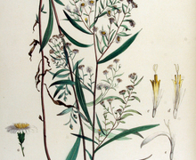 Datei:Aster salignus — Flora Batava — Volume v15.jpg