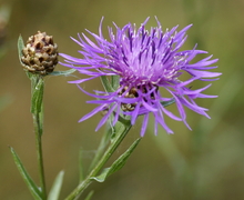 Datei:Centaurea jacea ssp. jacea L. (7794022376).jpg