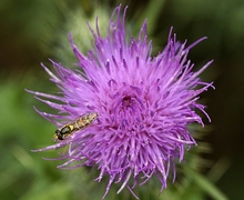 Datei:Cirsium vulgare (Savi) Ten. (7718019778).jpg