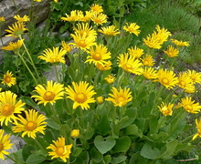 Datei:Doronicum grandiflorum 1.JPG