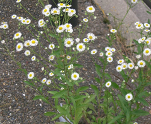 Datei:Erigeron annus6.jpg