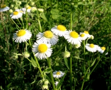 Datei:Erigeron annuus subsp. annuus ENBLA01.jpg