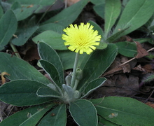 File:File:Hieracium pilosella (Mouse-ear).jpg