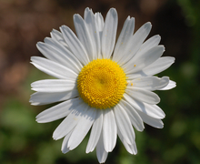 Datei:Leucanthemum vulgare 'Filigran' Flower 2200px.jpg