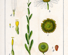 Datei:Leucanthemum vulgare Sturm13050.jpg