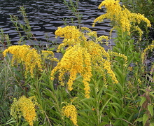 Datei:Solidago gigantea01.jpg