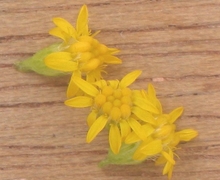 Datei:Late guldenroede hoofdje Solidago gigantea.jpg