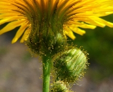 Sonchus arvensis ssp. arvensis