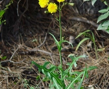 Sonchus arvensis