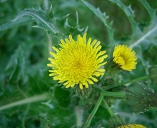Datei:Sonchus asper2.jpg