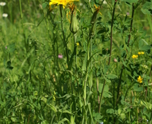 Tragopogon pratensis subsp. orientalis