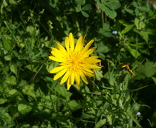 Tragopogon pratensis subsp. orientalis