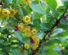 Datei:Berberis vulgaris munich.JPG