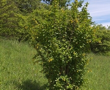 Datei:PR Drinovska stran - jaro - 07.jpg