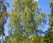 Datei:Betula pendula 001.jpg