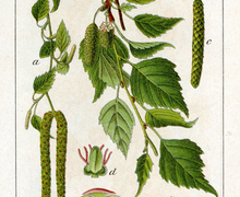 Datei:Betula pendula Sturm04034.jpg