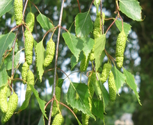 Datei:Betula pendula young fruits.jpg