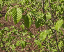 Datei:Carpinus betulus L. Charme JdP.jpg