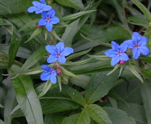 File:File:Lithospermum purpureocaeruleum01.jpg
