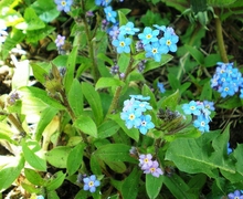 Datei:2014.07.16.-12-Woellnau Winkelmuehle--Blutrote Heidelibelle-Maennchen.jpg