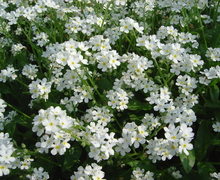 Datei:Myosotis sylvatica Snowsylva dsc00975.jpg