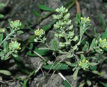 File:File:Alyssum allyssoides eF.jpg