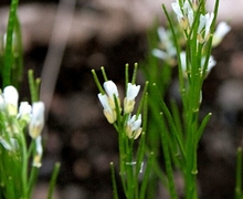 Datei:Rauhaarige Gänsekresse (Arabis hirsuta) 5731.JPG