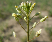 Datei:Camelina microcarpa (5882594481).jpg