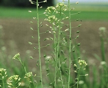 File:File:Camelina sativa eF.jpg