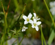 Datei:Cardamine amara (8337420785).jpg
