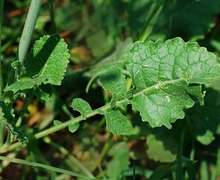 Datei:Sinapis arvensis feuille.JPG