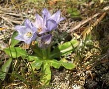 Datei:Campanula barbata Italien Seiser Alm 710.jpg