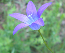 File:File:Campanula patula bgiu.jpg