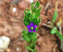 Legousia hybrida (L.) Delarbre