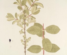 Datei:Lonicera caerulea.jpg